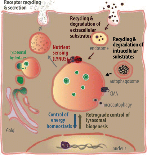 Figure 3. The lysosome is a nutrient sensing, processing and signaling center. The lysosome is the only organelle that receives nutrients and nutritional information from the cell (autophagy) and from the environment (endocytosis). Some of the roles of the lysosome in nutrient homeostasis include: I) sensing of nutrients and growth factors by the Lysosome Nutrient Sensing (LYNUS) machinery, II) digestion and recycling of circulating nutrients (i.e., cholesterol), growth factors (i.e., GH1 [growth hormone 1]), and nutrient regulators (i.e., perilipins); III) digestion and recycling of intracellular macromolecules and organelles; IV) recycling of growth factors, growth factor receptors (i.e., for GH1 and insulin), and nutrient receptors (i.e., LDLR/LDL receptor), V) coordination of responses to fluctuations in nutrient availability by releasing signaling molecules that activate homeostatic responses (i.e., cholesterol biosynthesis or activation of autophagy) locally and in distant cells and tissues; VI) controlling its own biogenesis, and VII) storage. All together, these functions provide building blocks and energy units to promote growth and reproduction, but most importantly the lysosome integrates nutritional information from the cell and the environment so that growth and reproduction are only promoted when conditions are favorable to do so.