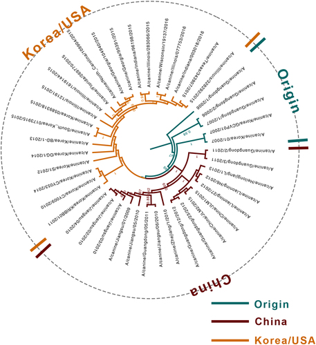 Fig. 1 Phylogenetic tree of the complete coding sequences of H3N2 CIVs based on BEAST 1.8.0.Origin, China, and Korea/USA clades are represented in green, red, and orange, respectively