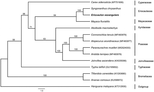 Figure 1. Phylogenetic relationships of E. sexangulare within the order Poales based on maximum likelihood analysis of 30 chloroplast protein-coding genes. Bootstrap support values based on 1000 replicates are shown next to the nodes. Scale in substitutions per site.