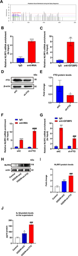 Figure 5 FTO/IGF2BP2 inhibited NLRP3 inflammasome activation in OGD/R microglia by downregulating the m6A level of NLRP3. (A) The potential m6A sites on NLRP3 mRNA were analyzed by m6Avar. (B and C) RIP assays were used to detect the interaction between m6A/IGF2BP2 and NLRP3 mRNA (n=3). (D and E) The expression of FTO in primary microglia was detected by Western blot assay. β-actin was used as an internal control (n=3). (F and G) RIP assays were used to detect the interaction between m6A/IGF2BP2 and NLRP3 mRNA in primary microglia infected with shRNA-FTO for 48 h (n=3). (H and I) The expression of NLRP3 in primary microglia was detected by Western blot assay. β-actin was used as an internal control (n=3). (J) The content of IL-1β in the supernatant of primary microglia was detected by ELISA assay (n=3). Results were shown as mean ± SD. **P <0.01, ****P <0.0001 versus the IgG group, *P <0.05 versus the shC group; ***P <0.001, ****P <0.0001 versus the IgG group in sh-C; ###P <0.001, ####P <0.0001 versus the IgG group in sh-FTO; *P <0.05, ***P <0.001 versus the Control group; ###P <0.001 versus the OGD/R+sh-C group.