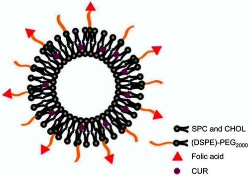 Figure 1 Schematic illustration of (DSPE)-PEG2000-FA-LPs/CUR.