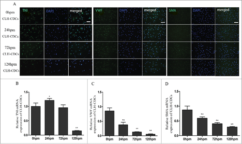 Figure 4. CLH-EDCs post mortem maintain their differentiation ability. We examined differentiation of CLH-EDCs post mortem by immunofluorescence and quantified by RT-PCR. (A) CLH-EDCs post mortem express TNI, VWF, and SMA by immunofluorescence. Nuclei were counterstained with DAPI (blue) and cell positive in green. (B-D) Quantitation of TNI, VWF, and SMA mRNA levels by RT-PCR. Scale bar = 100 µm. Data are shown as the mean ± SEM of 3 independent experiments. *p < 0.05 vs. 0 h group, **p < 0.01 vs. 0 h group.