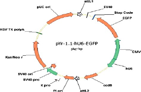 Figure 1. Plasmid profile of pYr-1.1-hU6-EGFP. There are XhoI restriction sites on PYr-1.1-hU6-EGFP and shRNA. When the shRNA fragment is successfully inserted into PYr-1.1-hU6-EGFP, PYr-1.1-hU6- EGFP-COX-2-shRNA would have two XhoI restriction sites, with a distance of about 1.7 kb inbetween.
