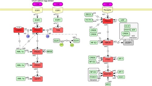 Figure 2 Hypothetical map of transcription regulation.