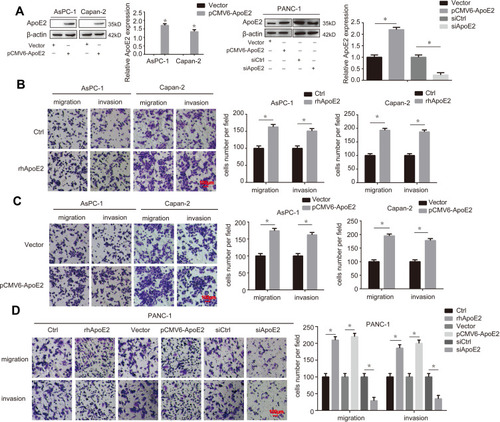 Figure 2 ApoE2 promoted the migration and invasion abilities of pancreatic cancer cells. (A) The transfection efficiencies of siApoE2 and PCMV6-ApoE2 in AsPC-1, Capan-2 and/or PANC-1 cells were detected by Western blotting. (B) A Matrigel Transwell assay was used to determine the function of rhApoE2 in AsPC-1 and Capan-2 cell migration and invasion. (C) A Matrigel Transwell assay was used to assess the role of pCMV6-ApoE2 in AsPC-1 and Capan-2 cell migration and invasion. (D) The effects of rhApoE2, pCMV6-ApoE2 and siApoE2 on migration and invasion in PANC-1 cells were determined by Matrigel Transwell assay. (n=3, *P<0.05).