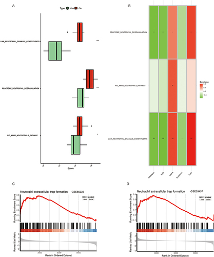 Figure 7 Correlation between OA and NETs. (A) Comparison of ssGSEA scores of Neutrophil extracellular trap-related pathways in OA and Con groups. (B) Correlation between DE-NRGs and Neutrophil extracellular trap-related pathways. (C and D) GESA results of TLR7 at GSE55235 and GSE55457. p < 0.05= *, p < 0.01= **, p < 0.001= ***.