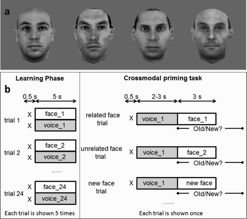 Figure 1. a. Example of face stimuli used in all experiments. b. Illustration of the main aspects of the design of Experiment 1. In Experiment 2, the same design was used, except that the voices were replaced by sounds.