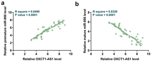 Figure 2. Analysis of the correlations between OXCT1-AS1 and premature or mature miR-886 Correlations between expression levels of OXCT1-AS1 and premature (a) or mature (b) miR-886 in OS tissues were analyzed with Pearson’s correlation coefficient.