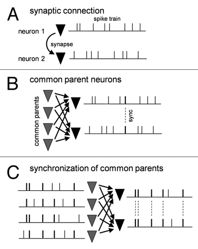 Figure 1 Synchronization of presynaptic neuron layer is required to synchronous spikes of postsynaptic neuron pair. (A) Synaptic connection between two neurons by itself cannot synchronize them. (B) Common synaptic inputs from the presynaptic neuron layer contribute to postsynaptic spike synchronization to some extent but cannot fully account for the degree of naturally occurring synchronization. (C) Highly synchronized presynaptic neurons efficiently lead to postsynaptic synchronization.