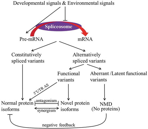 Figure 1. Pathways that alternative splicing variants are processed in Arabidopsis. Alternative splicing is catalyzed by the spliceosome. The developmental and environmental signals enhance alternatively spliced variants by dramatically increasing development- and stress-responsive pre-mRNAs which compete for the limited splicing machinery or repressing splicing machinery activity. Various mRNAs generated from one single gene by alternative splicing may be translated into normal or novel proteins or be degraded by NMD pathway. Moreover, the normal and novel proteins act in an antagonistic or synergistic manner. The 5ʹUTR-located alternative splicing usually has an effect on translation efficiency. The blunt end represents “repression”. UTR, untranslated region; NMD, nonsense-mediated decay. Alternative splicing is catalyzed by the spliceosome. The developmental and environmental signals enhance alternatively spliced variants by dramatically increasing development- and stress-responsive pre-mRNAs which compete for the limited splicing machinery or repressing splicing machinery activity. Various mRNAs generated from one single gene by alternative splicing may be translated into normal or novel proteins or be degraded by NMD pathway. Moreover, the normal and novel proteins act in an antagonistic or synergistic manner. The 5ʹUTR-located alternative splicing usually has an effect on translation efficiency. The blunt end represents “repression”. UTR, untranslated region; NMD, nonsense-mediated decay