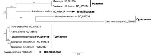 Figure 1. The maximum likelihood tree inferred from 11 complete chloroplast genome sequences from the order Poales (accession numbers are listed). The position of Sparganium glomeratum is highlighted in bold and numbers above each node are bootstrap support values.