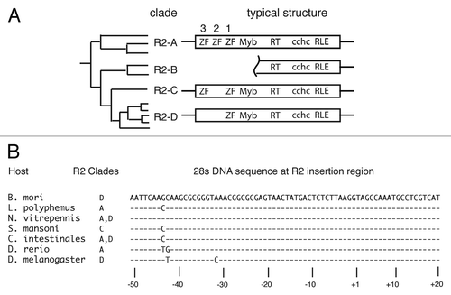 Figure 1 R2 clades and ORF structure. (A) The phylogeny represents the relationships between the known R2 elements based on the reverse transcriptase sequence.Citation5 R2 elements have been divided into four clades—R2-A, B, C and D. The amino-terminal domain structure differs between the clades along phylogenic lines. To date, no amino terminal sequence information is available for the R2-B clade. Key: ZF denotes a zinc finger domain, Myb denotes a Myb domain, RT is the reverse transcriptase, cchc denotes the c-terminal cysteine and histidine motif, and RLE denotes the restriction-like endonuclease. The rectangle represents the element's ORF. Lines projecting out from the rectangle represent the 5′ and 3′ untranslated regions. Drawings are not to scale. (B) Alignment of R2 insertion site from representative organisms along with what clades are found in each organism.Citation4–Citation6 The numbering is centered on the insertion site of R2 with upstream flanking DNA given in negative numbers and downstream flanking DNA in positive numbers.