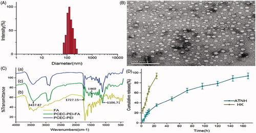 Figure 1. The characterization of ATNH. (A) The particles size distribution of ATNH. (B) The TEM image of ATNH. (C) The Fourier transform infrared (FTIR) spectrum of (a) PCEC-PEI, (b) FA, and (c) PCEC-PEI-FA. (D) In vitro release profile of HK from ATNH in PBS (PH = 7.4) at 37 °C.