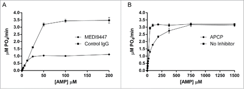 Figure 1. MEDI9447 is a non-competitive inhibitor of CD73 hydrolysis of AMP. (A) The enzyme kinetics of CD73 phosphohydrolysis of AMP were measured in the presence of MEDI9447 or an isotype-matched control mAb using the Malachite Green assay. Increasing AMP substrate concentration does not prevent inhibition of hydrolysis by MEDI9447, indicating the mAb acts as a non-competitive inhibitor. (B) In contrast, the inhibitory activity of APCP can be overcome by increasing the concentration of substrate to outcompete APCP for binding the active site. Error bars represent standard deviation (SD) from triplicate measurements.