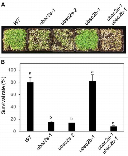 Figure 10. Functional analysis of UBAC2 in heat tolerance. Two-wk-old seedlings of Col-0 WT, ubac2a and ubac2b single and double mutants were placed in a 45°C growth chamber for 10 h. The heat-treated plants were then moved to a 22°C growth chamber for recovery. The picture was taken after 3 d of recovery at 22°C (A). The survival rates were determined after 5 d of recovery at 22°C following heat treatment at 45°C for 10 h (B). Data represent means and standard errors calculated from 5 replicates (each with approximately 100 seedlings for each genotype). According to Duncan's multiple range test (P = 0.05), means of survival rates do not differ significantly if they are indicated with the same letter.