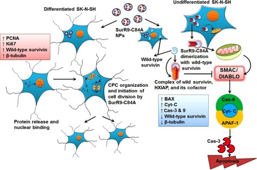 Figure 7 SurR9-C84A mechanism of action on undifferentiated and differentiated SK-N-SH cells.Notes: In the case of undifferentiated cells, soon after the release of SurR9-C84A from the NPs, they dimerized with wild-type survivin and antagonized its function, leading to cell-cycle arrest. SurR9-C84A interfered with the formation of the survivin–SMAC/DIABLO complex, and thereby relieved survivin’s inhibitory effect on Cas-9 activity. Also, due to the unavailability of wild-type survivin, hepatitis B X-interacting protein (HXIAP) could not alone inhibit the activation of procaspase-9. Levels of BAX, Cyt-C and Cas-9 also increased, followed by activation of Cas-3, thus propagating mitochondria-mediated apoptosis. In the differentiated SK-N-SH cells, where there was a low endogenous pool of wild-type survivin, SurR9-C84A was able to interact with the microtubular assembly and initiate chromosome passenger-complex formation, and thus neuronal division was initiated. This was evident from the expression of proliferation markers PCNA and Ki67.Abbreviations: NPs, nanoparticles; Cas-3, Caspase-3; CPC, chromosome passenger complex; SMAC/DIABLO, second mitochondria-derived activator of caspases and direct IAP-binding protein with low PI; APAF1, apoptotic protease activating factor 1; PCNA, proliferating cell nuclear antigen.