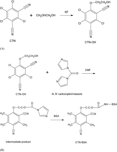 Figure 1. (A) Synthesis of CTN-OH by ethylene glycol method and (B) synthesis of CTN-BSA by CDI method.