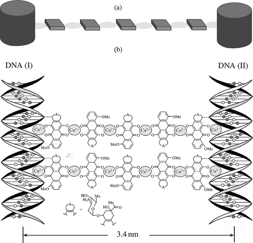 Figure 6. The structure of nanobridges between two adjacent ds DNA molecules fixed in the spatial structure of a CLCD particle. (a)Top-view projection of the nanobridge between ds DNA (I) and ds DNA (II) along the long axes of these molecules. (b) Nanobridges between DNA molecules (for clarity, the nanobridges are turned on 90° in respect to their real position). Note that in order to realise the formation of nanobridges between suitable reactive groups located in the DNA grooves on the surfaces of neighbouring molecules, it is necessary to rotate one molecule by 180° about the vertical axis.