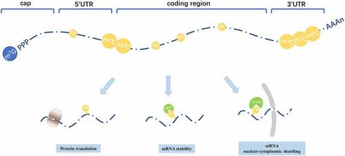 Figure 2. Distribution patterns and roles of m5C in mRNA. m5C is distributed among all the regions in mRNA, mainly enriched within 3ʹUTR and around translation start sites. m5C plays various roles in mRNA metabolism, including mRNA stability and mRNA nuclear-cytoplasmic shuttling and mRNA translation