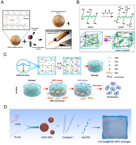 Figure 5. (A) Schematic illustration of the current research strategy for cartilage tissue engineering. It consists of chitosan modification with BMPS following by addition of β-GP as a physical Crosslinker together with KGN as a small biomolecule for chondrogenesis promotion of hAMSCs. The resulting mixture is injectable at 25 °C which gels upon temperature enhancement to 37 °C. Reproduced with permission from (Dehghan-Baniani et al., Citation2020). ©elsivier; (B) Schematic illustrations of synthesis pathways of (top) GelMA macromolecule and (bottom) KGN-loaded GelMA-CS@KGN composite hydrogel. Reproduced with permission from (Zhang et al., Citation2022) ©frontiers; (C) Schematic diagram of the SDFP and KGN co-loaded HPCH for cartilage regeneration for stem-cell recruitment and chondrogenic differentiation. Reproduced with permission from (Yuan et al., Citation2023) ©elsivier; (D) Fabrication of Col-Apt@KGN MPs functional hydrogel. Reproduced with permission from (Dai et al., Citation2023). © the royal society of chemistry 2023.