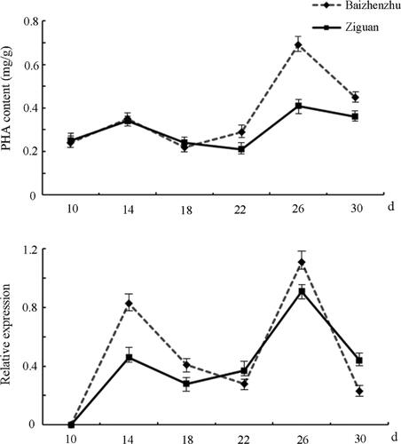 Figure 2. PHA content (up) and corresponding PHA-E expression (down) in snap bean during pod development.