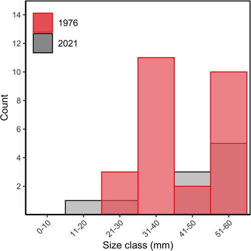 Figure 8. Count of Haliotis iris ≤60 mm in Peraki Bay, Banks Peninsula, New Zealand in 1976 (red, n = 26) and 2021 (grey, n = 10).