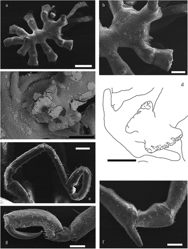 Figure 3. Anoplodactylus californicus Hall, Citation1912 (scanning electron microscope images). (a) dorsal view of a male; (b) detail of dorso-distal tubercles on lateral processes; (c) detail of the wing-shaped structures on the ventral side of female’s proboscis; (d) drawing made from (c), for clarification; (e) detail of the oviger (last two segments are particularly hairy); (f) detail of a ventral spur on coxa II; (g) detail of propodus and claws. Scale bars: a = 500 μm, b–g = 200 μm