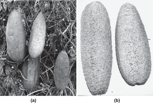 Figure 1 (a) Some typical Nigeria grown sponge gourd fruits. (b) De-skinned sponge gourd fruits.