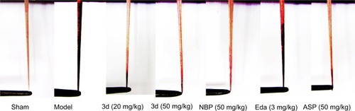 Figure 4 Representative photographs of the infarcted tails of rats 48 hours after carrageenan was injected for the induction of thrombosis.
