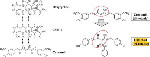 Figure 1 Structures of doxycycline, chemically modified tetracycline-3 (CMT-3), curcumin, and a chemically modified curcumin, CMC2.24. All these bi- and tetra-phenolic compounds possess the cation-binding β-diketone moiety at the C-4 position (as “circled” and illustrated on the right top) (note that the highlighted tri-phenolic CMC2.24 is also tri-ketonic as “circled” on the right bottom while the other compounds are di-ketonic).