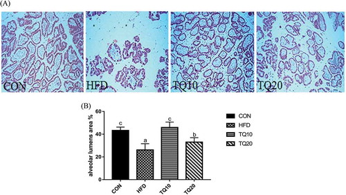 Figure 6. Histopathological evaluation by hematoxylin and eosin (HE) in the mammary gland on lactation day (LD) 15 of all experimental groups (20X). (A) Representative HE-stained sections of the mammary glands from CON, HFD, TQ10, TQ20 lactating mice. (B) The columns showed alveolar Lumens area. HFD altered development of the alveolar Lumens, while TQ10 alveolar Lumens increases area. Significant differences between various groups were determined by one-way analysis ANOVA test. Data are expressed as mean ± SD of n = 6/group and values were considered significantly different at p < 0.05. Different letters show significant differences between the groups at p < 0.05. CON: control. HFD: high-fat diet. TQ10: high-fat diet+ thymoquinone 10% ppm. TQ20: high-fat diet+ thymoquinone 20% ppm.