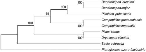 Figure 1. The neighbour-joining (NJ) tree of 9 species was constructed based on the data set of 13 concatenated mitochondrial PCGs using MEGA 5 with 1000 bootstrap replicates. Sequence data used in this study are the following: Picoides pubescens (KT119343), Dendrocopos leucotos (KU131555), Dendrocopos major (KT350609), Campephilus guatemalensis (KT443920), Campephilus imperialis (KU158198), Sasia ochracea (KT443919), Dryocopus pileatus (DQ780879) and Pteroglossus azara flavirostris (DQ780882).