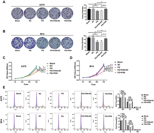 Figure 7 Paxillin partially rescued the proliferation ability of progerin-overexpressing cancer cells. (A and B) Clonogenic experiments showed that transfection of paxillin could partially rescue the proliferation ability of progerinA375 cells and M14 cells. (C and D) CCK 8 experiments further demonstrated that the introduction of paxillin can partially restore the proliferation capacity of melanoma cells that express progerin. (E) After transfection with paxillin, flow cytometry showed the distribution of cell cycle in A375 cell group and M14 cell group. Data are expressed as mean ± SD of three independent experiments. *P<0.05, **P <0.01, ## P <0.01.