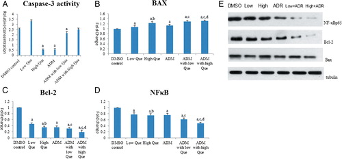 Figure 4. Que activates Caspase-3 by regulating the expression of BAX, Bacl-2, and NF-κB. (A) Caspase-3 activity comparisons among control group and medication groups. Data were generated from Caspase-3 ELISA; (B) BAX mRNA level in different groups; (C) Bcl-2 mRNA level in different groups; (D) NF-κB mRNA level mRNA level in different groups; (E) BAX, Bacl-2, and NF-κB protein level comparisons among control and medication groups. aComparison with DMSO control group P < 0.05; bcomparison with low-Que group P < 0.05; ccomparison with ADM group, P < 0.05; dcomparison to ADM with low-Que group, P < 0.05.