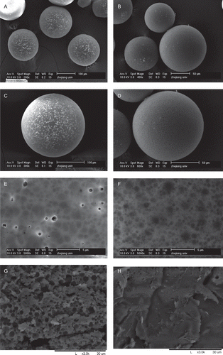 Figure 1.  The scanning electron micrographs of the non-modified PLGA microspheres and PLGA composite microspheres modified by alginate and chitosan (a, c, e, g: the non-modified PLGA microspheres; b, d, f, h: the modified composite microspheres; (e) and (f) presented the surface morphologies, meanwhile (g) and (h) presented the cross-sectional images).