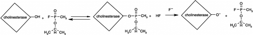 Figure 1 Scheme of fluoride-induced reactivation of sarin-inhibited cholinesterase