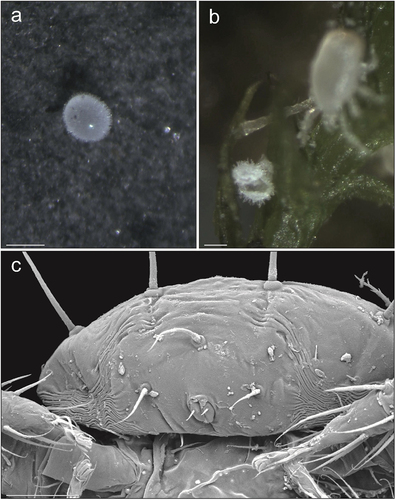 Figure 2. Zercon hamaricus micrographs. (a) egg, stereomicroscopic view; (b) opened egg on a moss twig, stereomicroscopic view; (c) larva, posterior view of anal region, SEM (Scanning Electron Microscopy) micrograph. Scale bars (µm): a, b = 100; c = 25.