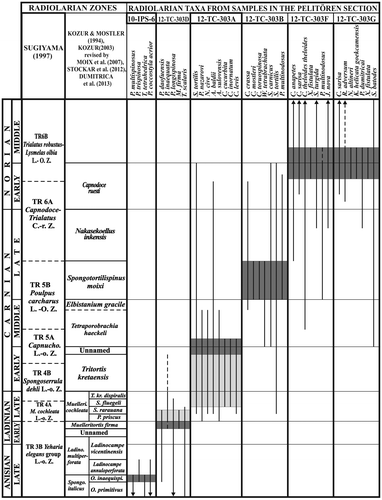 Figure 6. Stratigraphic ranges of the selected Triassic radiolarian taxa in the samples of the Pelitören section. Dark grey areas indicate the age of assemblages while light grey areas show the maximum ages of the assemblages.