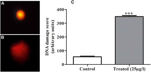 Figure 3. A, B, Score of DNA damage in ovarian cells showing a higher score of DNA alteration in 25 µg L−1 treatment than in the control group. C, Values expressed as the mean ± standard deviation (SD) from at least three separate experiments. (*) p < 0.05 indicates significant difference from control (***) p < 0.0001.