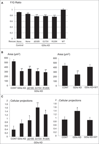 Figure 8. Mutant GDIα podocytes have decreased actin polymerization, smaller cell size, and more cellular protrusions. (A) Actin polymerization was quantified using the ratio of filamentous (F) to globular (G) actin and values were normalized to control. GDIα KD and mutant GDIα podocytes had decreased F/G ratios (n = 60–126 cells from 7 experiments). Re-expression of WT GDIα-GFP rescued the F/G ratio (n = 56–82 cells from 4 experiments). (B) Graphic representation of podocytes' average surface area. GDIα KD and GDIα mutant podocytes had decreased surface area (n = 40–74 from 4 experiments). Re-expression of WT GDIα restored cell size (n = 55–81 cells from 4 experiments). (C) Graphical representation of number of cellular projections. The GDIα KD podocytes had more cellular protrusions than the control podocytes, although the difference was not statistically significant. However, the 3 mutant GDIαs had increased number of cellular protrusions that did reach statistical significance. Re-expression of WT GDIα decreased the number of projections back to control levels. *p < 0.05 vs control **p < 0.001 vs control. Between 49 and 74 cells quantified.