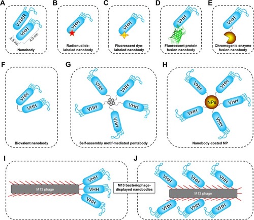 Figure 2 Schematic of versatile nanobody-derived nanobiotechnological tool kits containing nanobody itself (A), radionuclide-labeled (B) or fluorescent dye-labeled nanobodies (C), fluorescent protein fusion nanobodies (D), chromogenic enzyme fusion nanobodies (E), bivalent nanobodies (F), self-assembly motif-mediated nanobody homo- or heteromultimers (G), nanobody-coated nanoparticles (H), and nanobody-displayed phages (I and J).Note: These nanobiotools have been successfully applied to a variety of biomedical applications.Citation1–Citation3,Citation10,Citation11,Citation28,Citation34–Citation37Abbreviations: NPs, nanoparticles; VHH, variable domain of heavy-chain-only antibodies in camelids; V-NAR, variable domain of immunoglobulin new antigen receptors in sharks.