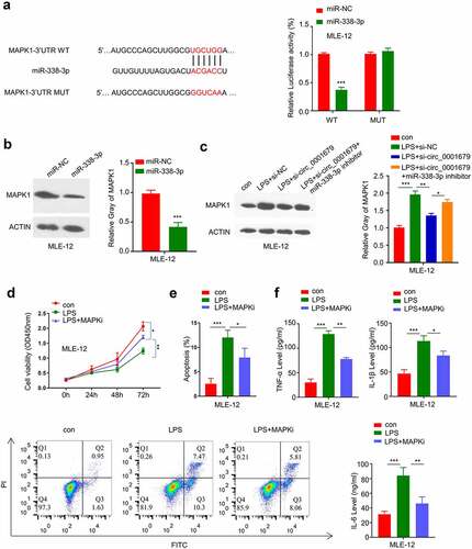 Figure 5. miR-338-3p targets MAPK1. (a) The presence of miR-338-3p binding site in the 3’ UTR of MAPK1 mRNA was predicted by starbase, and luciferase reporter assay was carried out to validate the functional interaction between miR-338-3p and MAPK1 mRNA; (b) MAPK1 protein expression was measured by Western blot; (c) MAPK1 protein expression in different treatment groups was measured by Western blot; (d) The light absorption at 450 nm in different groups of MLE-12 cells at 0 h, 24 h, 48 h and 72 h was detected by CCK-8; (e) The apoptosis levels in different MLE-12 cell groups were measured through flow cytometric analysis; (f) IL-6, TNF-α, and IL-1β levels in different treatment groups were measured through ELISA. *p < 0.05; **p < 0.01; ***p < 0.001.