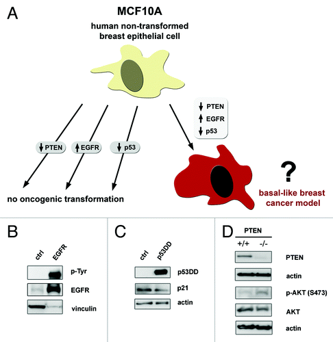 Figure 1. Modeling basal-like breast cancer through altering EGFR, p53 and PTEN in MCF10A cells. (A) Studies analyzing loss of PTEN, overexpression of EGFR or loss of p53 function have not shown an oncogenic effect individually in mammary epithelial cells. Given the high incidence of these alterations in basal-like breast cancer (BBC), we hypothesize that loss of PTEN, overexpression of EGFR, and loss of p53 function together can cooperate to transform MCF10A cells for a model of BBC. (B) EGFR stable overexpression alone and an empty control cassette were expressed in MCF10A cells. Total and phospho-tyrosine EGFR antibodies were probed to show EGFR was overexpressed and active as a kinase. (C) Expression of an N-terminal deletion mutant p53DD to abrogate p53 function or empty control cassette in MCF10A cells. Lysates were probed with an antibody targeting the remaining C-terminal domain of p53. Functional validation of this p53DD was shown by lower p21 level in the p53DD sample. (D) To study the effect of loss of PTEN, we utilized MCF10A-PTEN−/− cells deleted for exon 2 and we confirmed that PTEN protein was not present compared with the parental cells. For (C-D), whole protein lysates were harvested after overnight starvation with basal media only. Lysates were probed for vinculin or actin as loading controls.