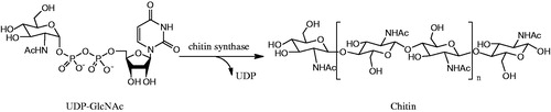 Figure 1. The biosynthesis of chitin.