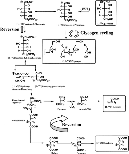 Figure 1.  Pathways of formation of succinate and acetate from [1-13C]glucose in F. succinogenes. The position of the 13C-label in the 13C-enriched metabolite formed with [1-13C]glucose as substrate is shown by an asterisk. Reversions and glycogen cycling are indicated by double arrows.