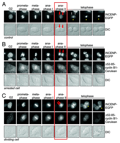 Figure 4. INCENP translocation away from sister chromatids is blocked by residual cyclin B1 at anaphase. (A) Live U2OS cells expressing INCENP-EGFP, as a marker for the CPC, were imaged by DIC and fluorescence microscopy. Still images of the indicated phases in mitosis are shown. Red arrows point to the separating sister chromatids. Yellow arrowheads point to the location where the midzone is formed; (B) U2OS cell co-expressing INCENP-EGFP and Δ52–85-cyclin B1-Cerulean arresting in anaphase. Cells were imaged by DIC and fluorescence microscopy. Still images of the indicated phases in mitosis are shown. Red arrows point to the separating sister chromatids. No midzone is formed and INCENP-EGFP translocation is completely prevented; (C) Example of a cell that divides into two. Red arrows point to the separating sister chromatids. Yellow arrowheads point to the location where the midzone is formed. INCENP-EGFP translocation takes p[lace but is delayed compared with control cells.