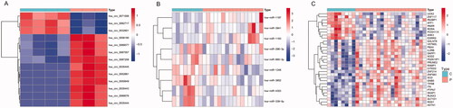 Figure 7. The bidirectional clustering heat maps of circRNAs (A), miRNAs (B), and mRNAs (C) in the circRNA–miRNA–mRNA regulatory network. C: control group; P: PE group; Dif-circRNAs/miRNAs/mRNAs are shown in different shades.