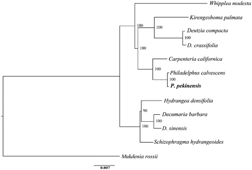 Figure 1. Maximum likelihood tree based on 11 complete chloroplast genomes of Hydrangeaceae and one outgroup species. Numbers in the nodes are bootstrap support values based on 1000 replicates. Philadelphus pekinensis is displayed in bold.