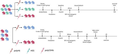 Figure 1. Schematic diagram of the experimental process and experimental grouping.