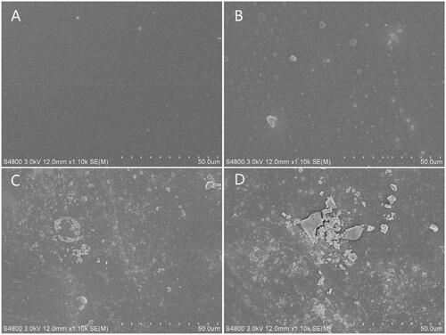 Figure 1. Scanning electron microscopy images of membranes. A. PLGA membrane. B. PLGA/GO (0.1 wt%) membrane. C. PLGA/GO (1 wt%) membrane. D. PLGA/GO (5 wt%) membrane. Bar lengths are 50 μm.